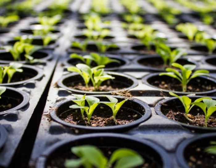 Как прорастить семена конопли правильно, лучшие способы